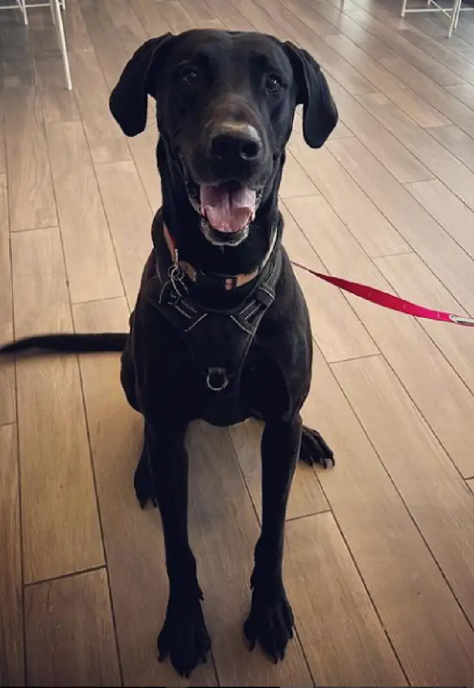 a black great dane Lab mix sitting on a wodden floor