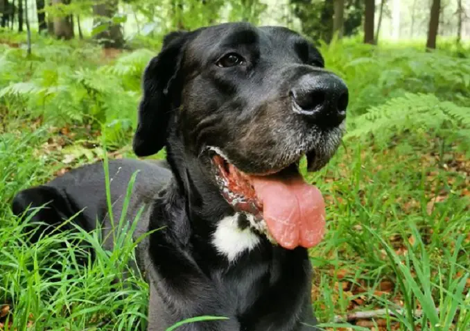 A labradane sitting in a grassy forest