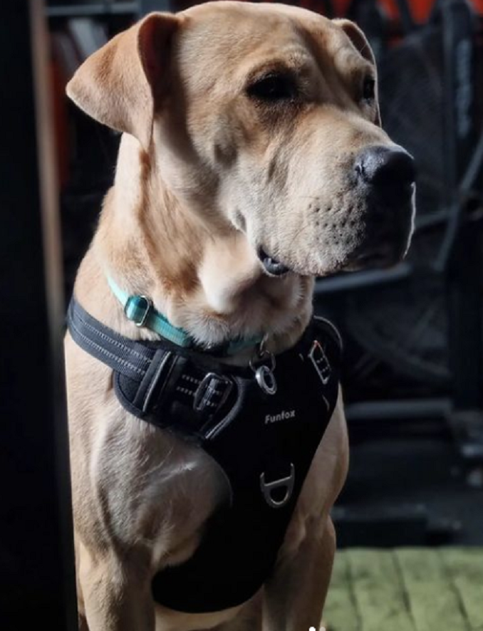 A tan and white labradane with a harness on