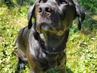 Black labradane looking up while sitting in a grassy field