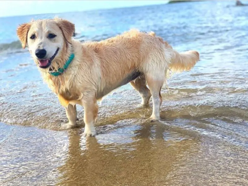 Golden Jack Retriever