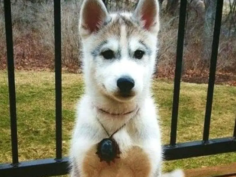 Husky Jack