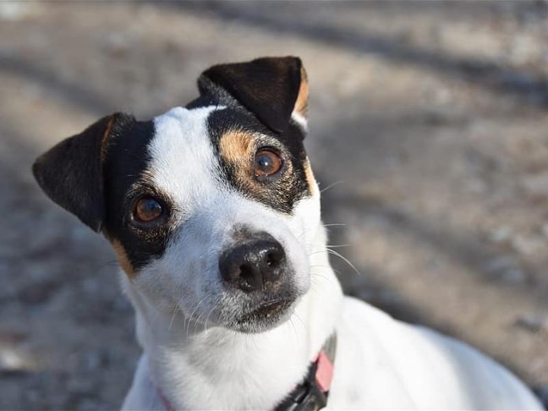 Jack-Rat terrier