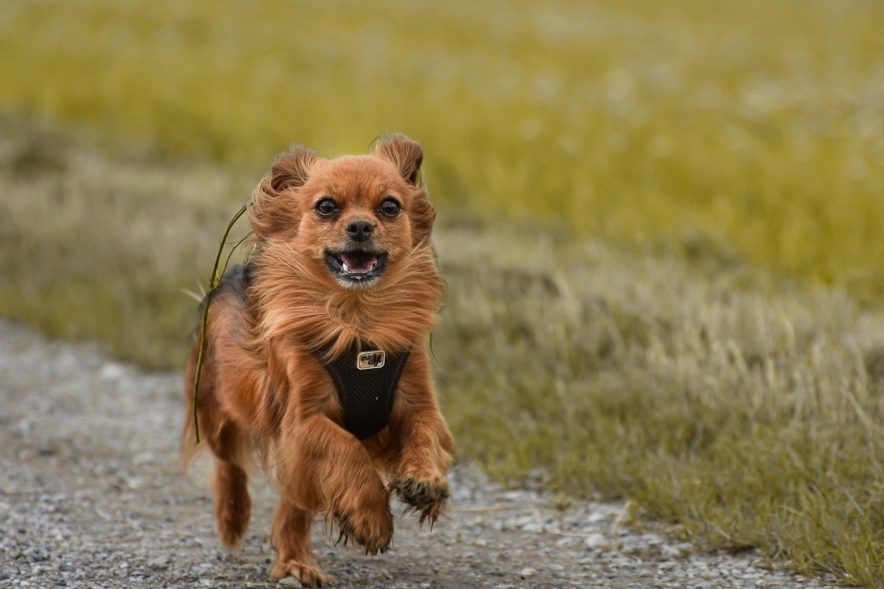 papillon-chihuahua