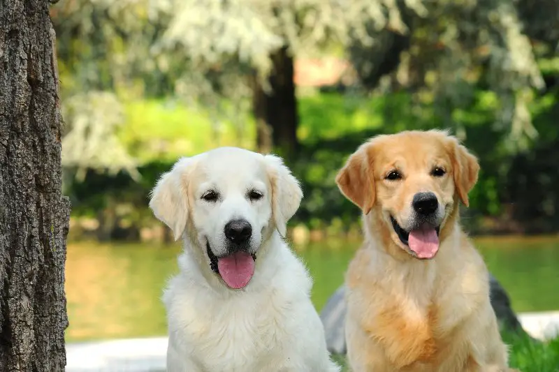 Couple of mini golden retriever