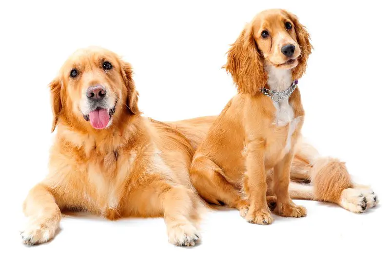 A golden retriever and cocker spaniel puppy in the studio