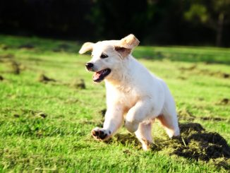 Golden retriever puppy running and jumping in the grass