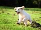 Golden retriever puppy running and jumping in the grass