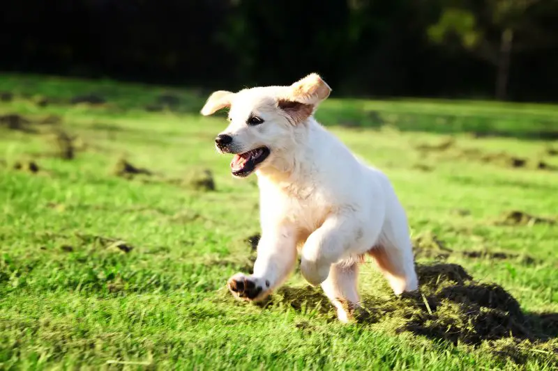 Golden retriever puppy running and jumping in the grass