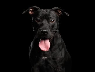 Black Pit Bull