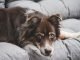 best dog food for Australian Shepherd