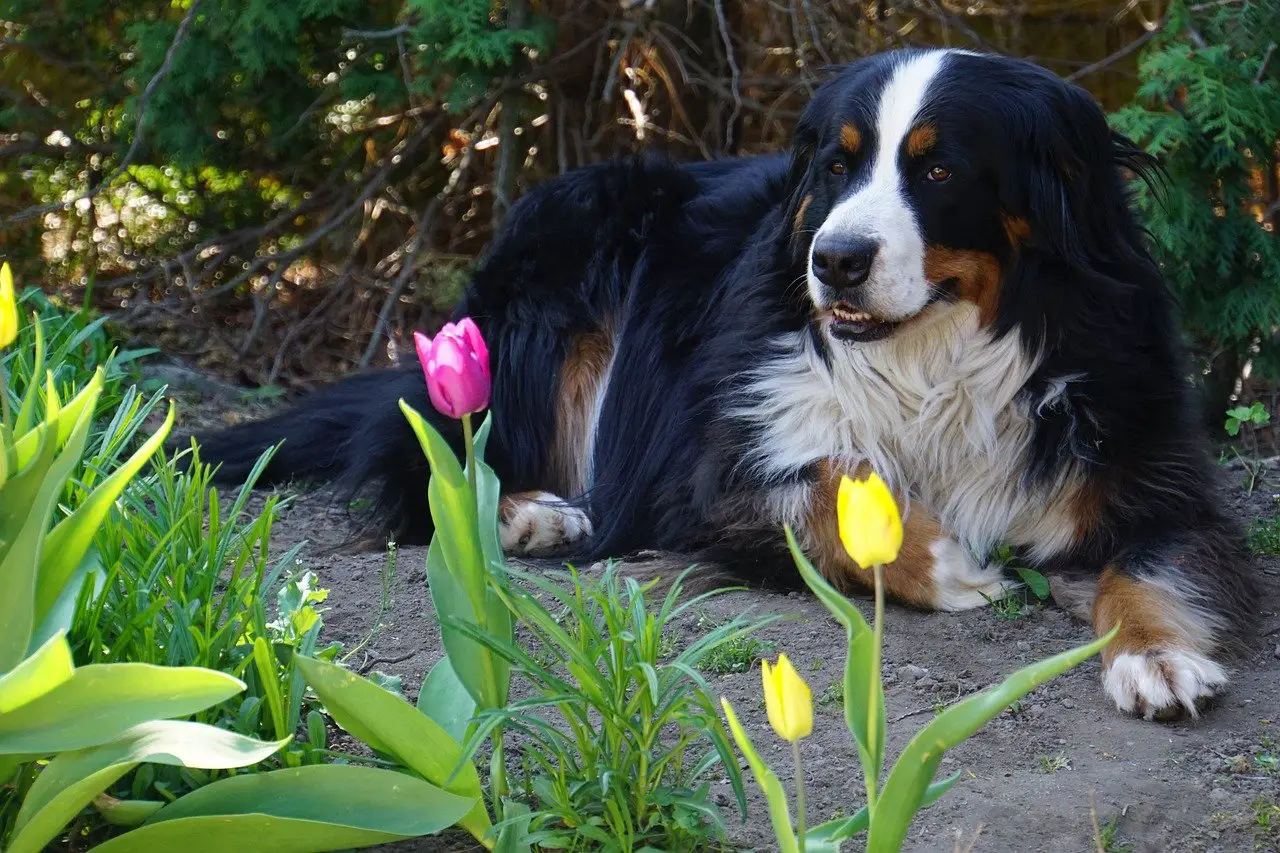 Bernese-Mountain-Dog