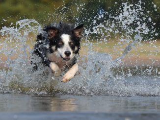 Best Dog Food for Border Collies