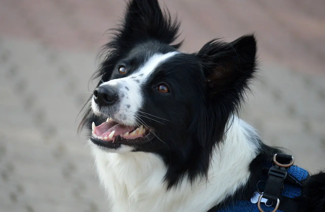 Border-Collie