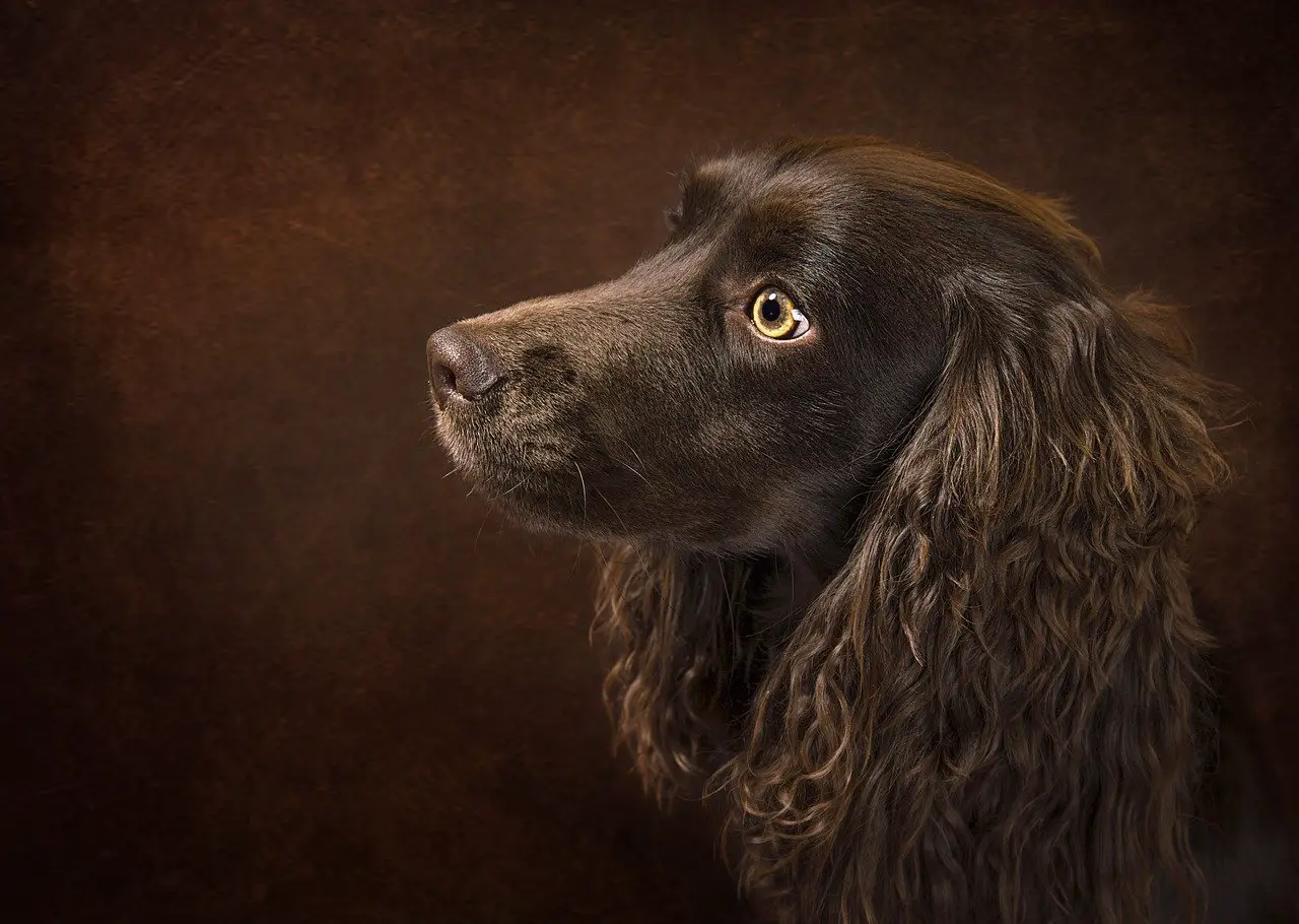 Boykin-Spaniel