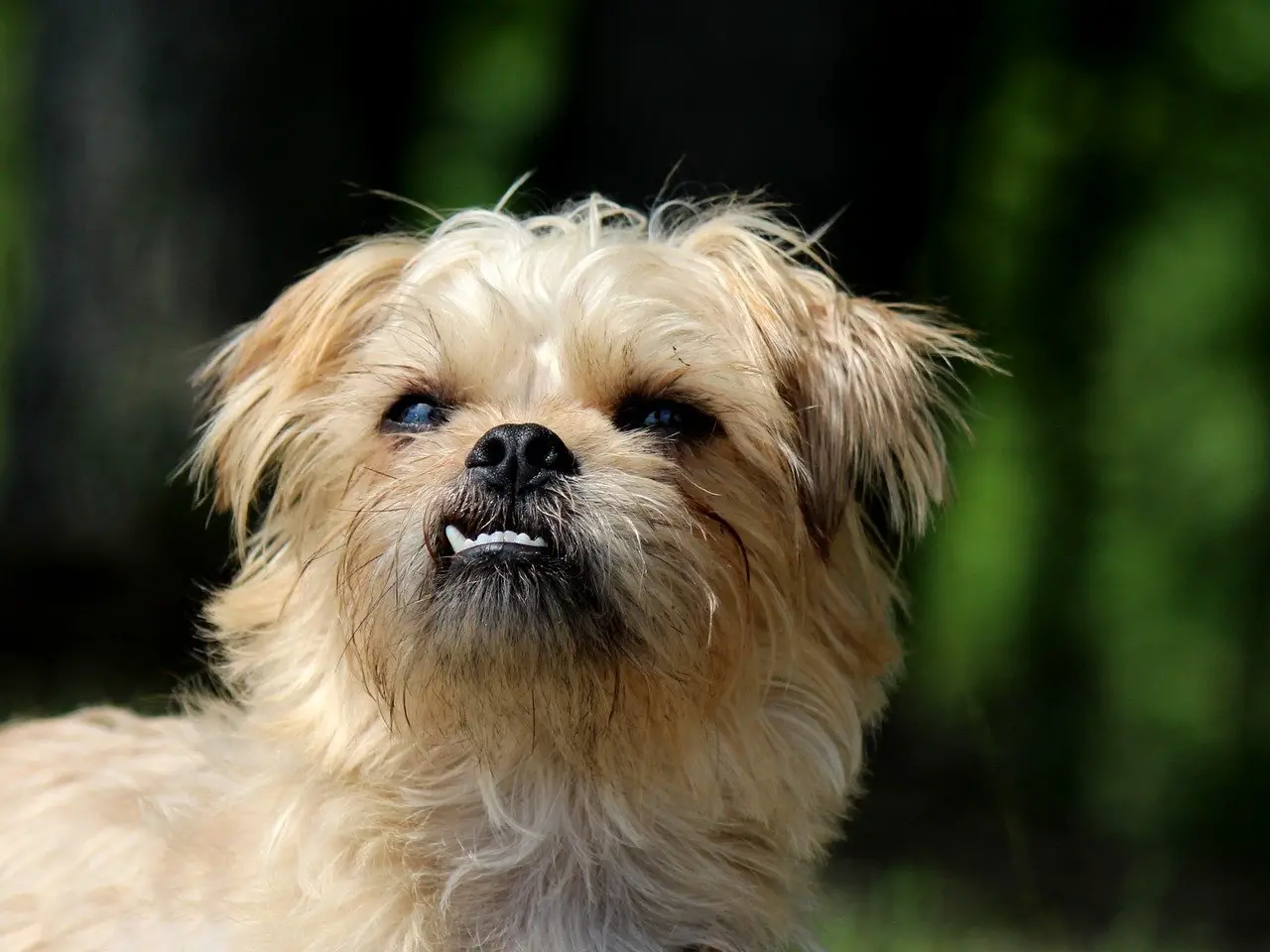 Brussels-Griffon