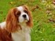 Best Dog Food for Cavalier King Charles