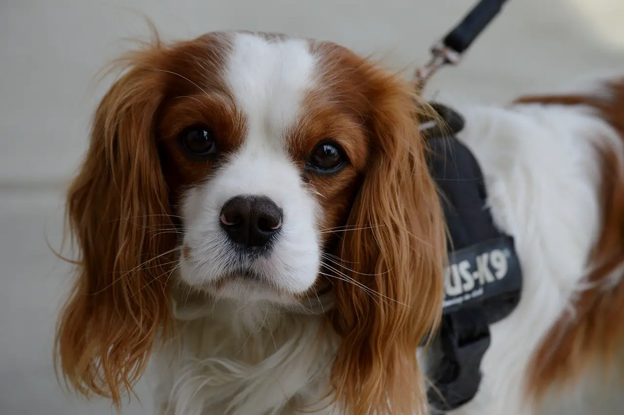 Cavalier-King-Charles-Spaniel