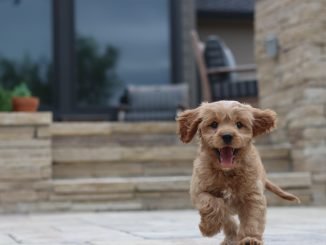 Best dog food for Cavapoos