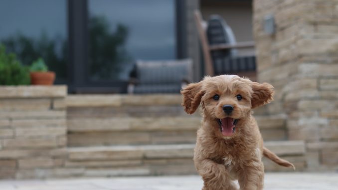 Best dog food for Cavapoos
