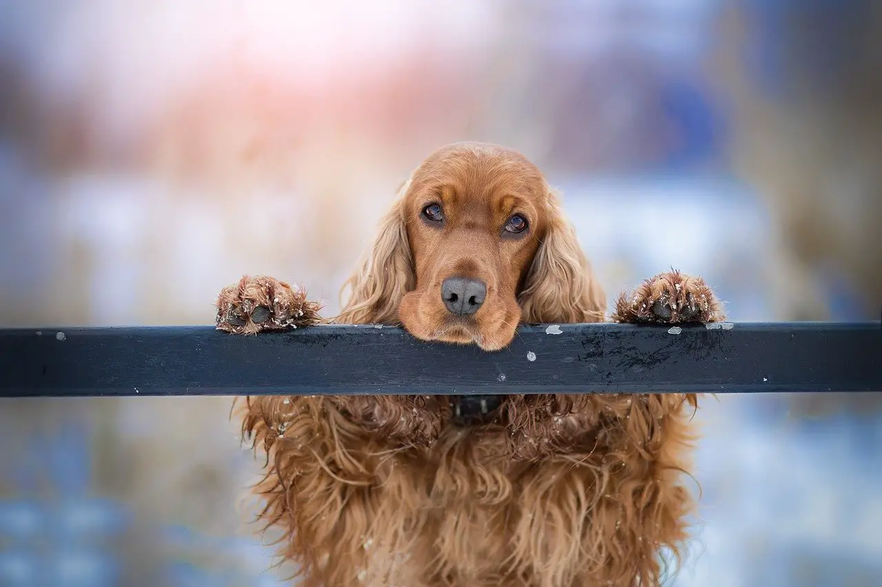 Cocker-Spaniel