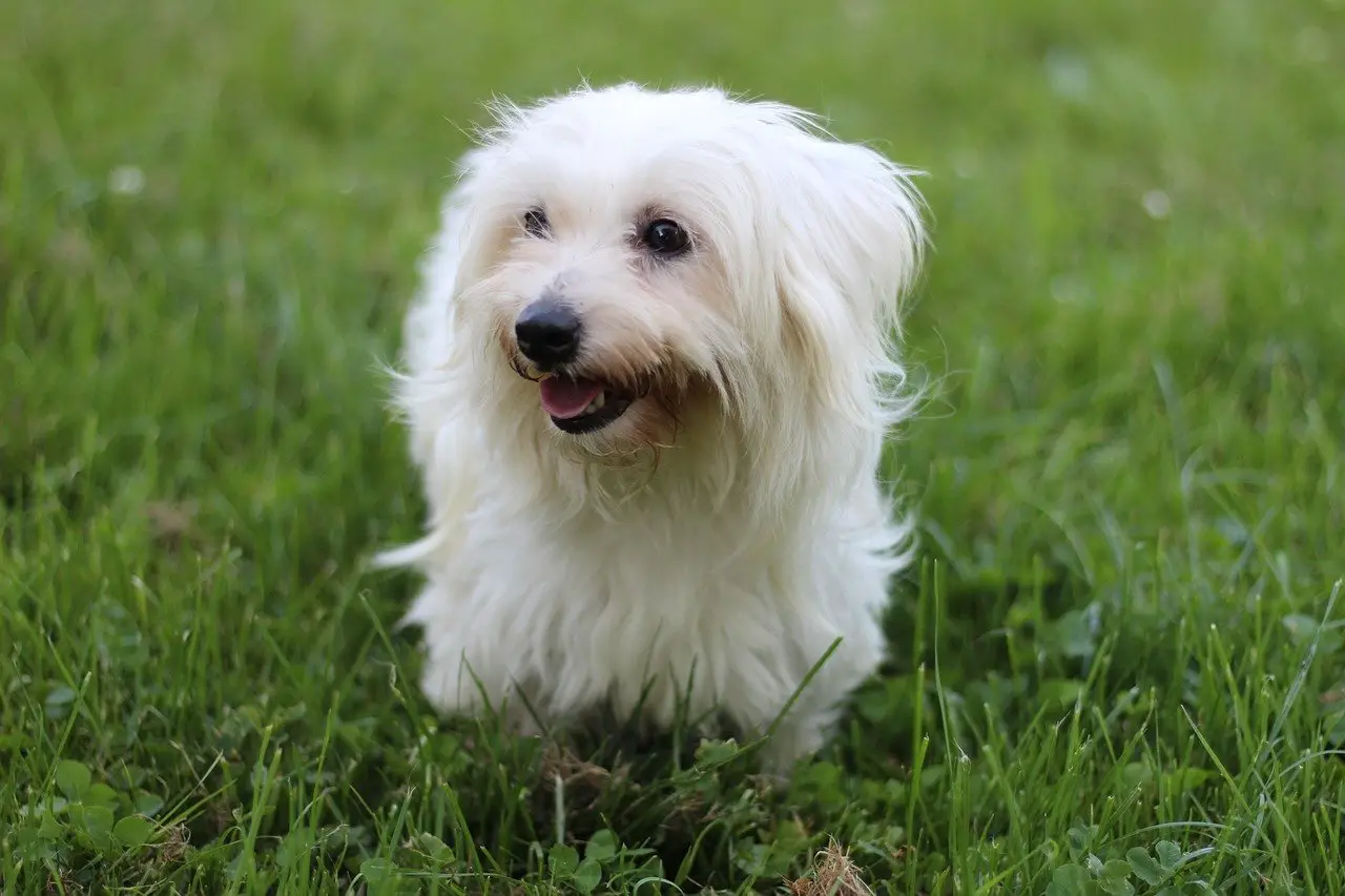 Coton-de-Tulear