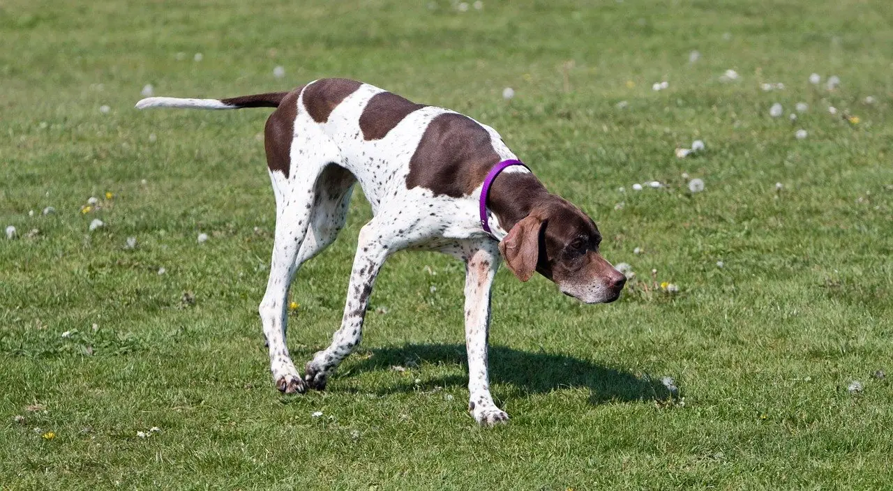 English-Pointer