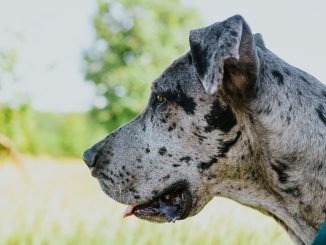 Best Dog Food for Great Danes