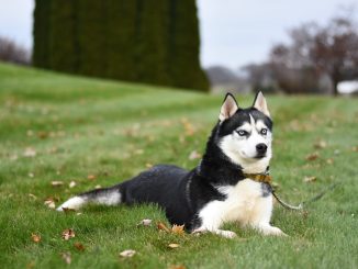 Best Dog Food for Huskies