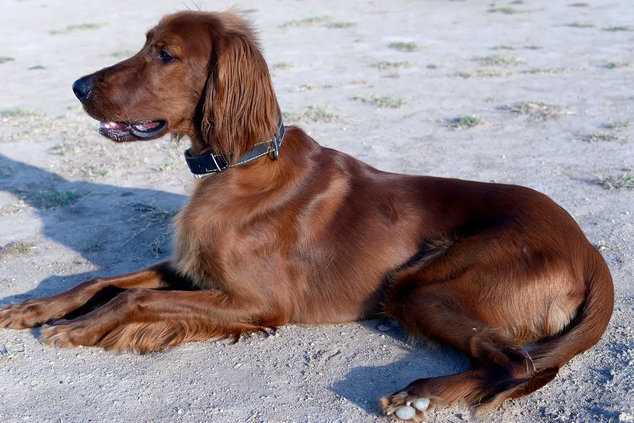 Irish-Setter