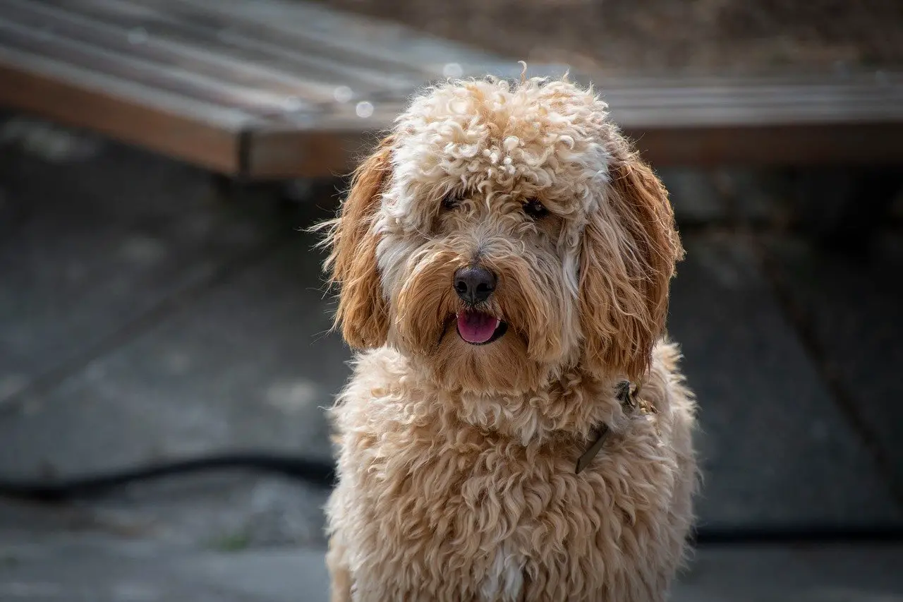 Labradoodle