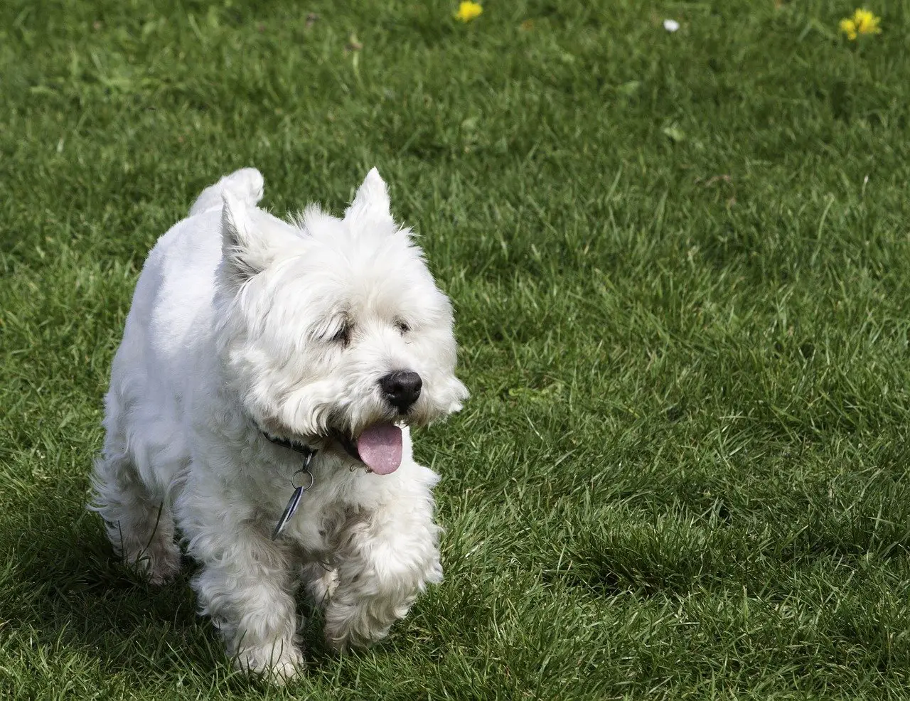 West-Highland-White-Terrier