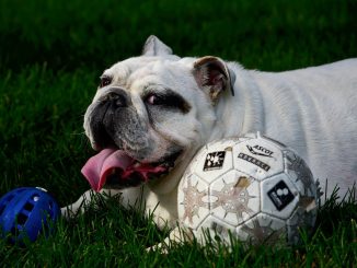 best dog food for English Bulldogs