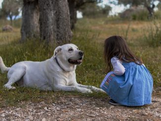 best family dogs