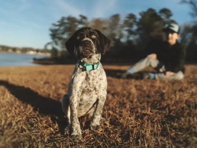 best dog food for german shorthaired pointers