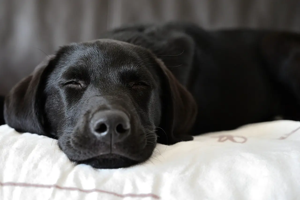 labrador-retriever