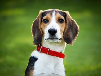 best dog food for Beagles