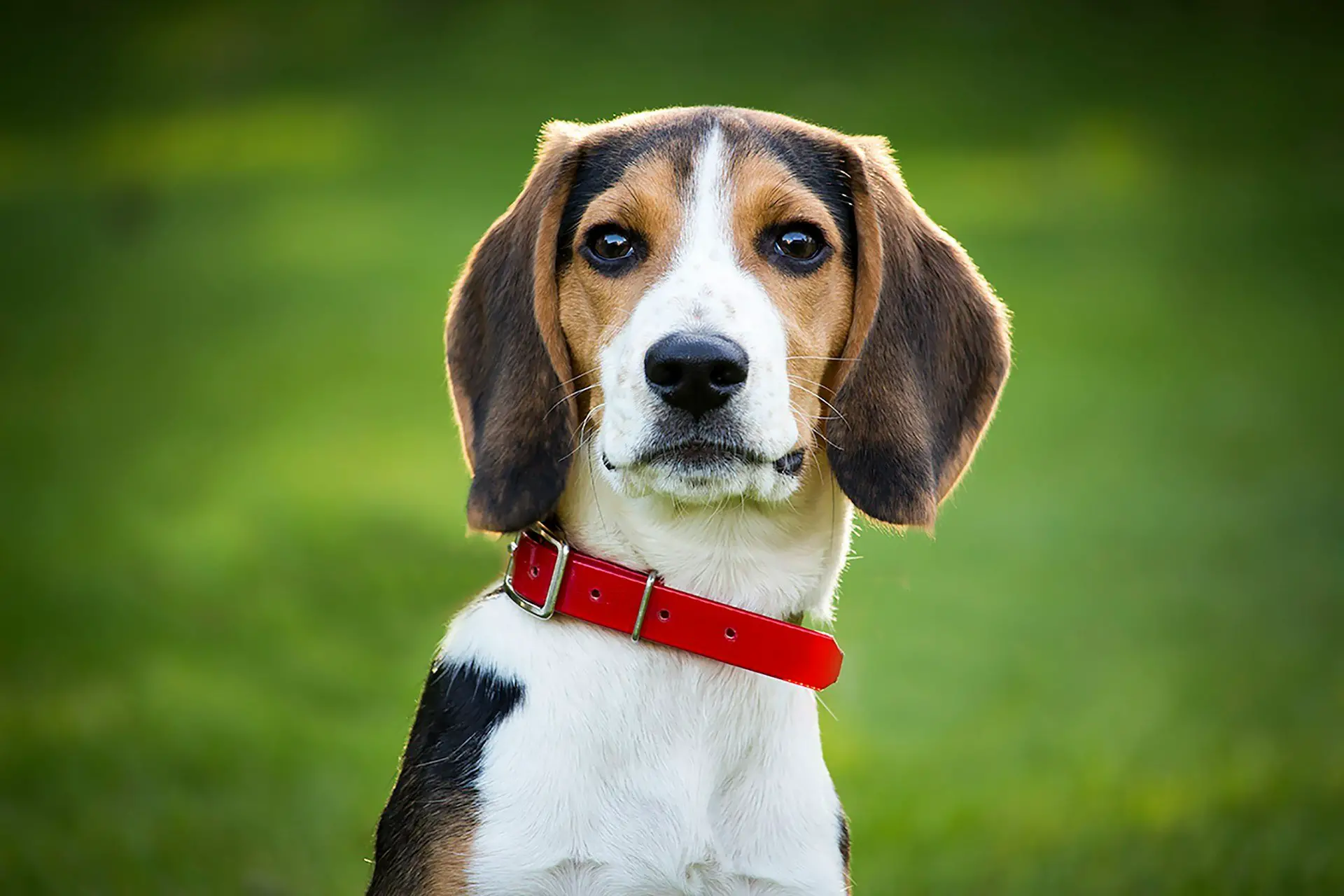 best dog food for Beagles