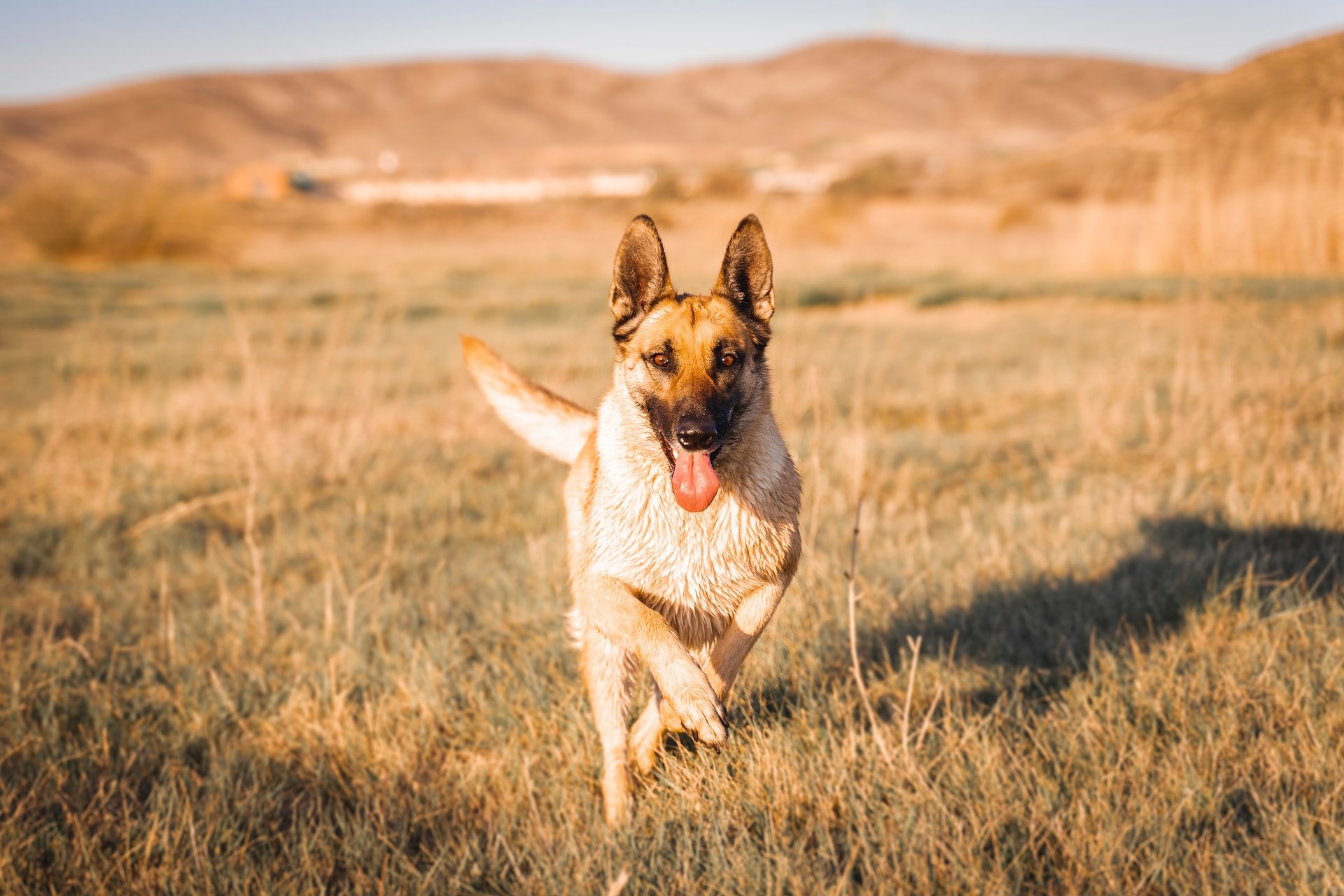 best dog food for belgian malinois