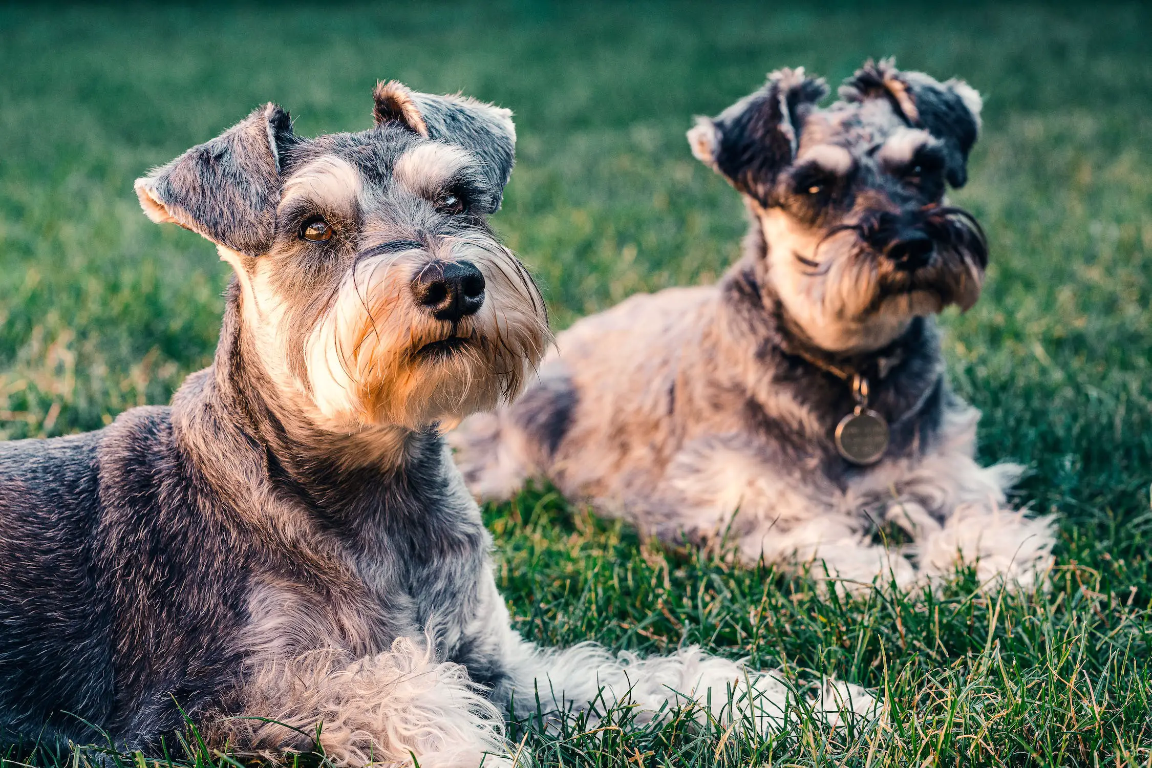 Best Dog Food for Schnauzers