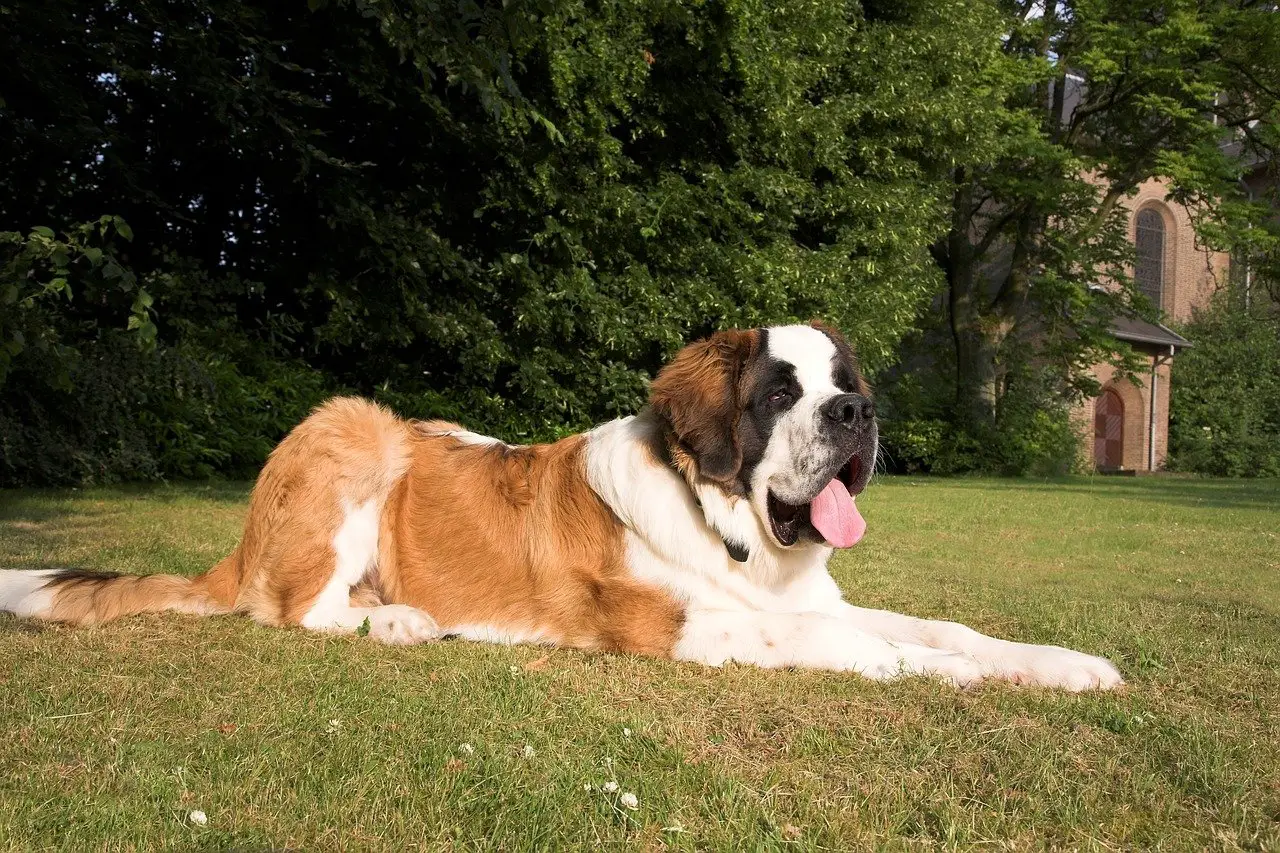 saint-bernard