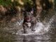 best dog food for American Bully