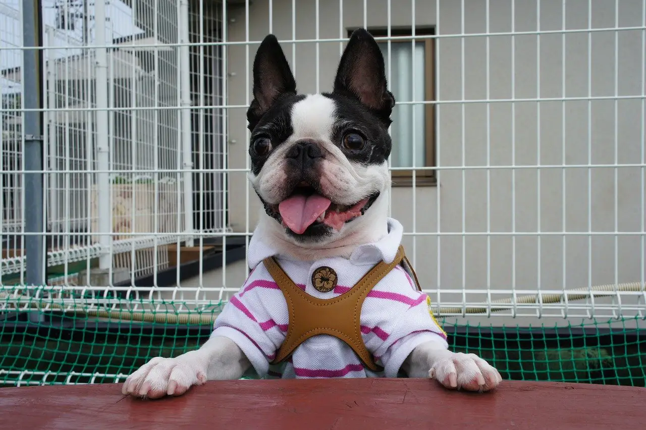 best dog food for Boston Terriers
