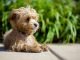 best dog food for Maltipoo