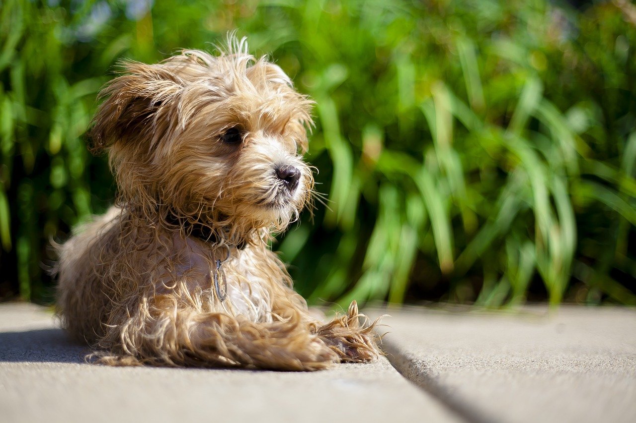 best dog food for Maltipoo