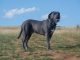 best dog food for Cane Corso