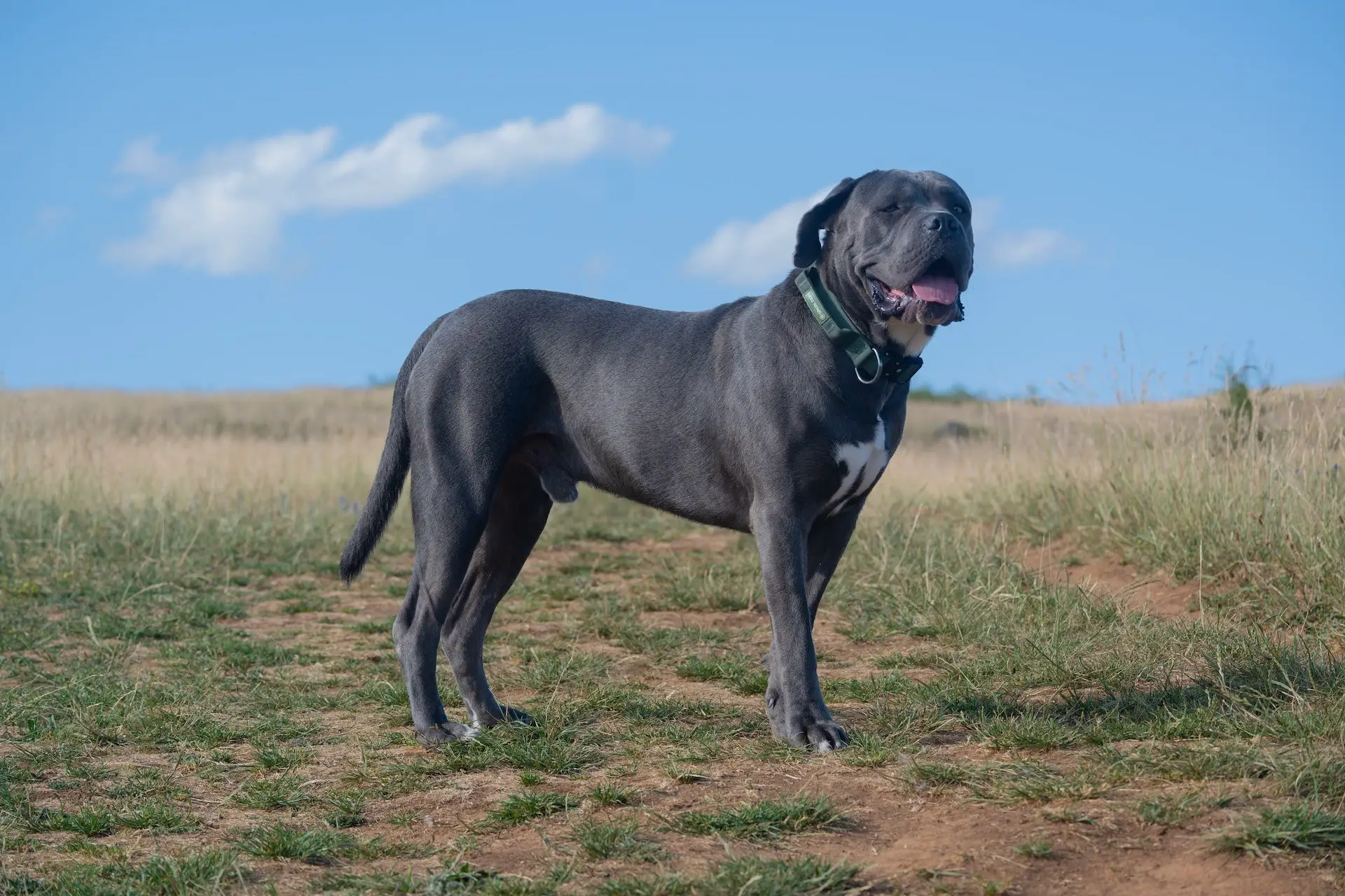 best dog food for Cane Corso