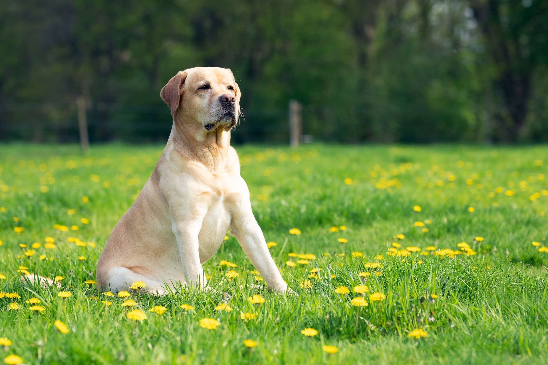 best dog food for Labradors