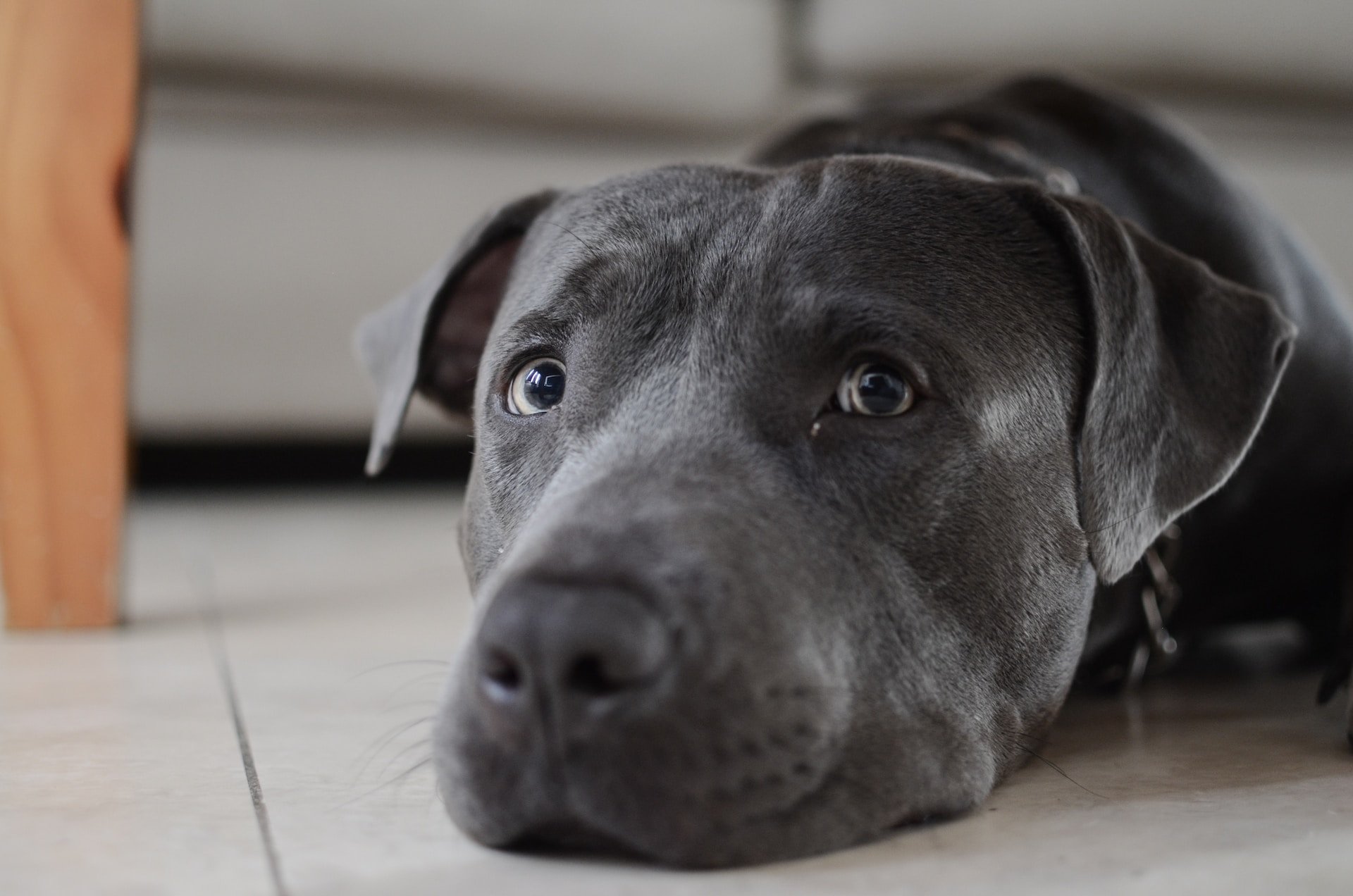 best dog food for pitbulls with skin allergies