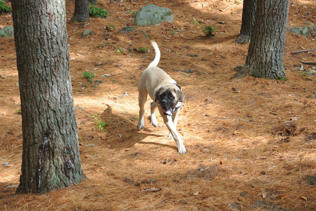 best dog food for English Mastiff